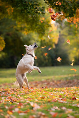 A happy Golden Retriever jumping up at falling leaves in a beautiful outdoor scene of a sunny autumn, fall day.