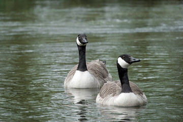 close up portrait of Canada geese branta canadensis on the river