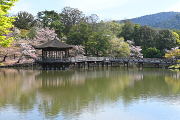 Fototapeta na wymiar 桜咲く春の奈良公園 鷺池に架かる浮見堂