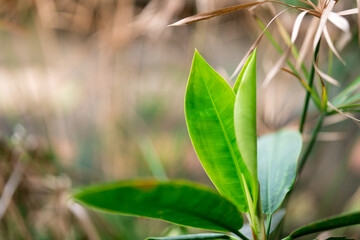 Closeup nature view of green leaf on blurry background using as fresh ecology wallpaper concept