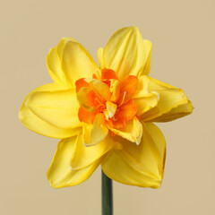 Bright yellow daffodil flower isolated on beige background.
