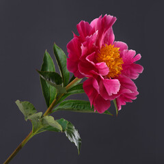 Pink peony flower with yellow center isolated on black background.