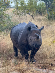 Black Rhino in the wild