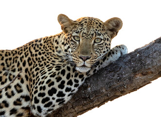 Leopard in a tree