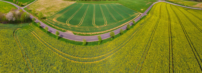 Bird's eye view from a drone of a passing canola crop