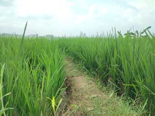 Footpath in the middle of rice fields with blurred background.  Nature background.