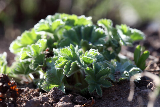 Young sprouts of Lady's mantle outside on a sunny spring day.