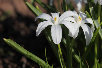 Fototapeta na wymiar White Chionodoxa flowers outside on a sunny spring day.