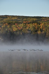 Geese on the lake in autumn, Sainte-Apolline, Québec, Canada
