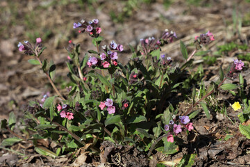 Bright lungwort flowers outside on a sunny spring day.