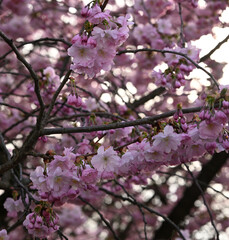 Pink / Purple Cherry Tree