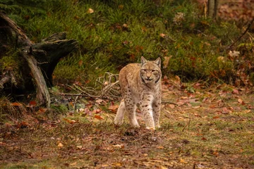 Fotobehang Lynx Eurasian lynx in the nature habitat. Beautiful and charismatic animal. Wild Europe. European wildlife. Animals in european forests. Lynx lynx.  © photocech