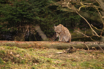 Eurasian lynx in the nature habitat. Beautiful and charismatic animal. Wild Europe. European wildlife. Animals in european forests. Lynx lynx.