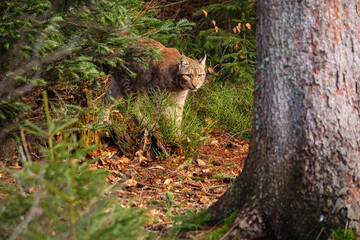 Naklejka na ściany i meble Eurasian lynx in the nature habitat. Beautiful and charismatic animal. Wild Europe. European wildlife. Animals in european forests. Lynx lynx.