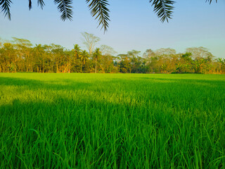 Green field of young shoots of cereal crops and the sky in the evening colors of the sunset. Beautiful summer landscape	