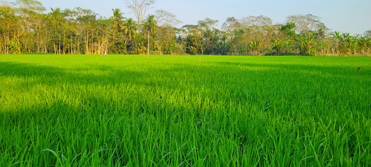 Green field of young shoots of cereal crops and the sky in the evening colors of the sunset....