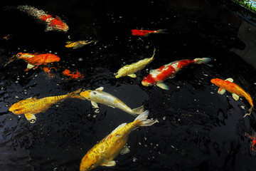 Koi fish in the pond