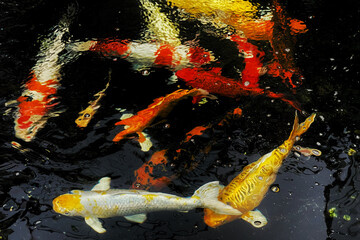 koi fish swimming in the pond