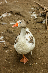 Lindo pato