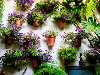 pots de fleurs accrochés au mur d'un patio andalou à Cordoue