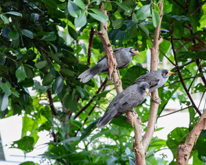 Three small yellow beak birds sitting perched in the sun on tree branches in the botanic gardens