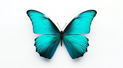 An single turquoise butterfly on a white background Illustrations .