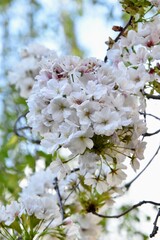 fleurs blanches