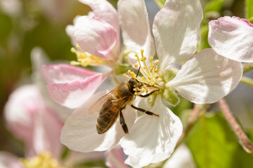 Closeup of an apple flower with a bee pollinating it in spring sunshine