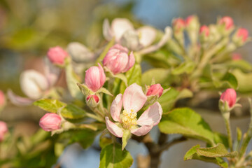 Closeup of a pink and white apple flower with buds around it, in early spring
