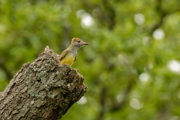 Great Crested Flycatcher at her nest at the end of a hollow tree trunk