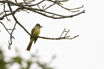 Great Crested Flycatcher perched in a tree in spring; against cloudy sky