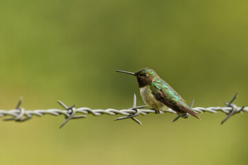 Male Ruby-throated Hummingbird resting on a barbed wire fence, fluffed up - Powered by Adobe