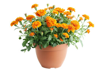 Potted Marigold On Transparent Background.