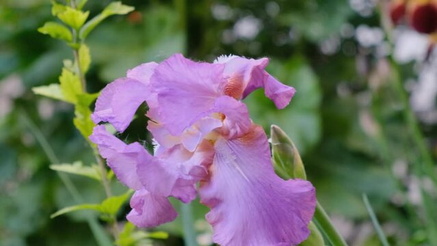 In spring, violet irises bloomed in the garden.