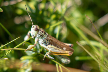 France - Pyrenees - Fontargente Pond - wild grasshopper 