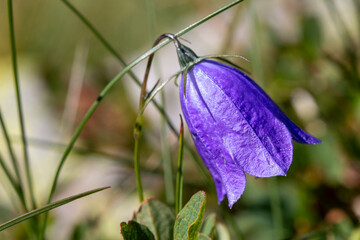 France - Pyrenees - Fontargente Pond - Bellflower (Campanula scheuchzeri)