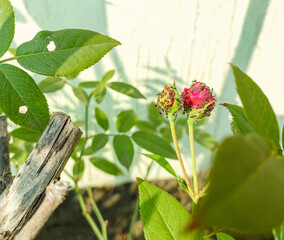 Flower bud infected with bug, insect, pests, diseased plant crop
