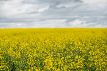 Yellow rapeseed field on a cloudy day. Rapeseed field in bloom.