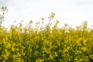Yellow rapeseed field on a cloudy day. Rapeseed field in bloom.