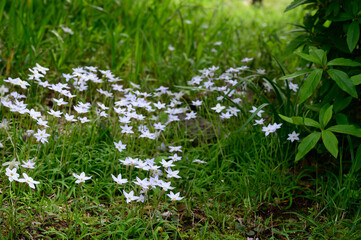 野原の中の白い花の群生
