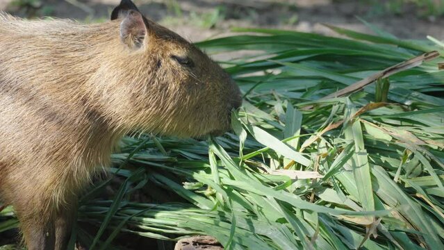 A capybara is a mammal. It is the largest rodent in the world. eating food
