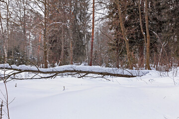 Tree lies in forest under snow in winter