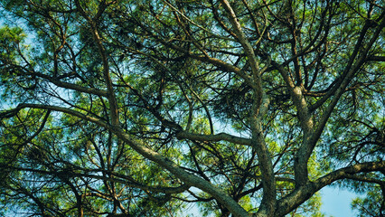 Bright portrait view of the iconic Mediterranean shape of an Italian stone pine tree against vibrant blue sky