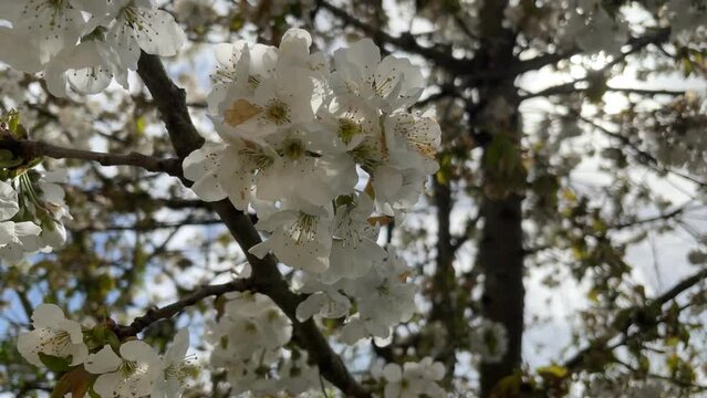 Fleurs de cerisier Printemps