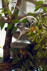 Fototapeta premium コアラ