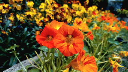  Monk Cress or Nasturtium, Tropaeolum Flower
