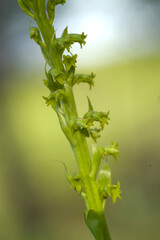 Two-leafed Gennaria (Gennaria diphylla), orchid, Orchidea, Gennaria diphylla. Platamona, Sassari, sardinia, Italy