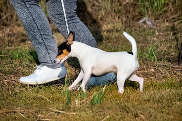 A Jack Russell terrier on the grass in summer.