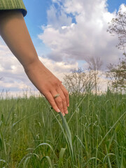 Close up view of a woman hand with a ring touching green wheat field.