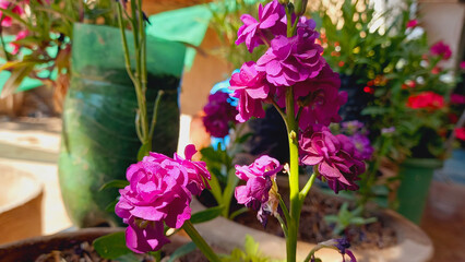 Matthiola incana, Brompton Common or Hoary Stock

